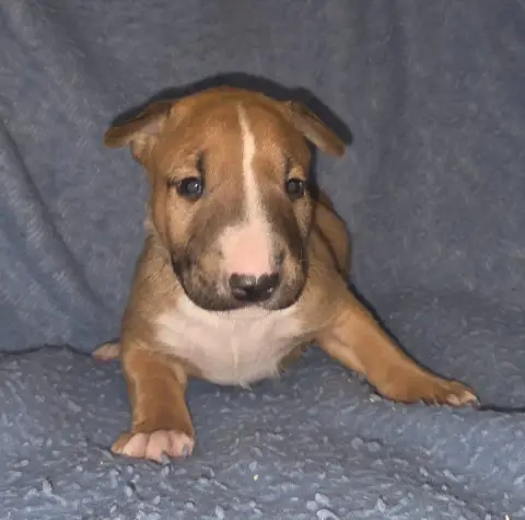 Bull Terrier  Chiot 3 By The Wall photo 2