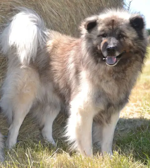 Eurasier  Biscuit Des Montagnes Argentées photo 2