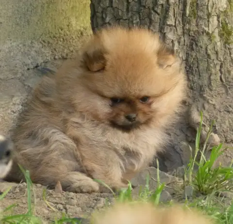 Spitz Allemand  Byjou Des Petits Ecureuils photo 2