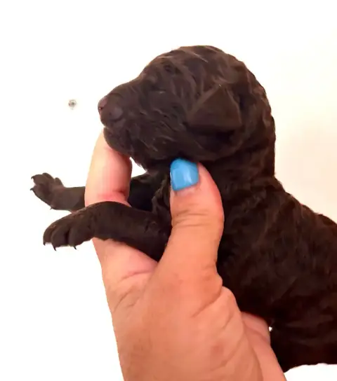 Caniche  Chiot 3 Du Coeur Des Terres