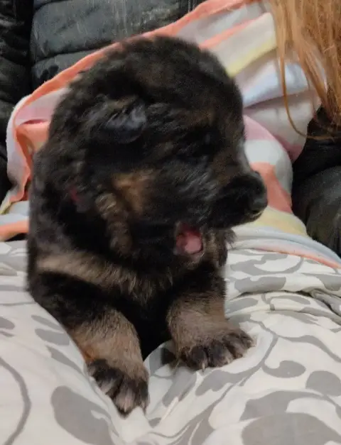 Berger Allemand  Balto Du Fort De Plappeville