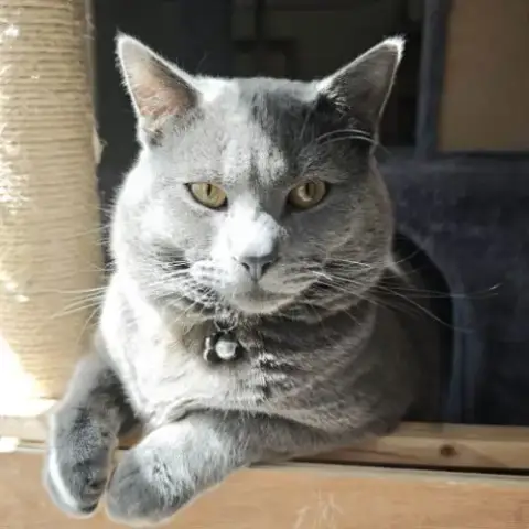 Adopter 4 Petits Trésors Chartreux Cherchent Leur Famille
