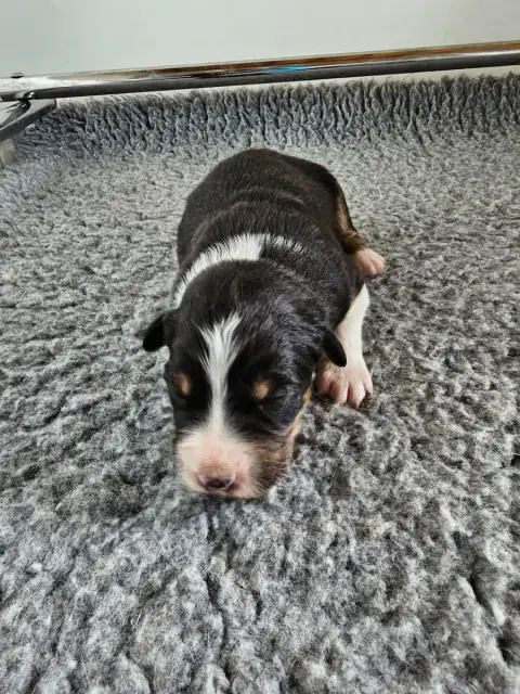 Berger Australien  Chiot 1 Of Luna'S Farm