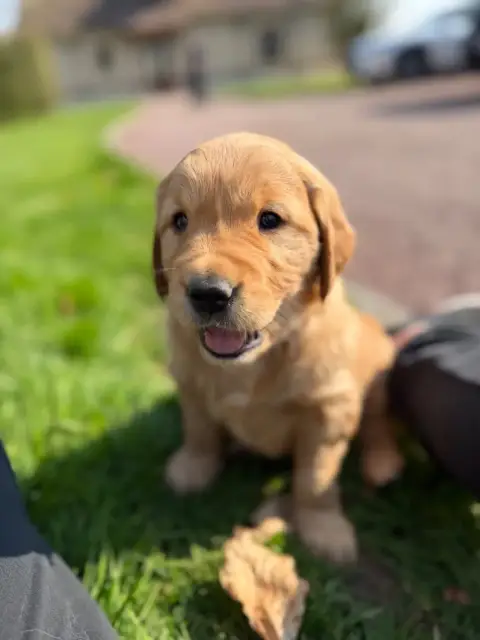 Golden Retriever  Miss Rouge Of Heemany