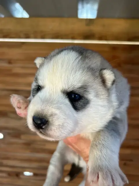 Siberian Husky  Chiot 3 Du Domaine Pacifique photo 2