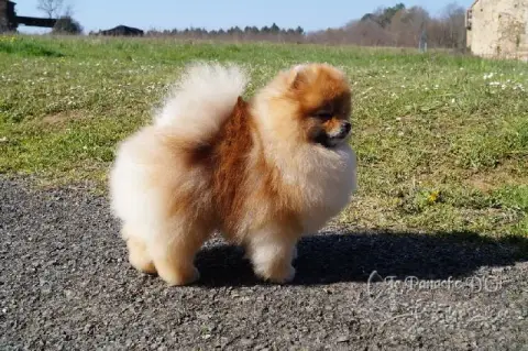 Spitz Allemand  Chiot N°2 Mosneranie photo 2