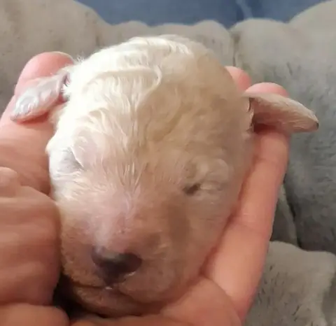 Caniche  Bella À L'Ombre Des Magnolias