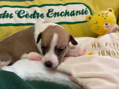 Whippet  Babouche Du Cèdre Enchanté