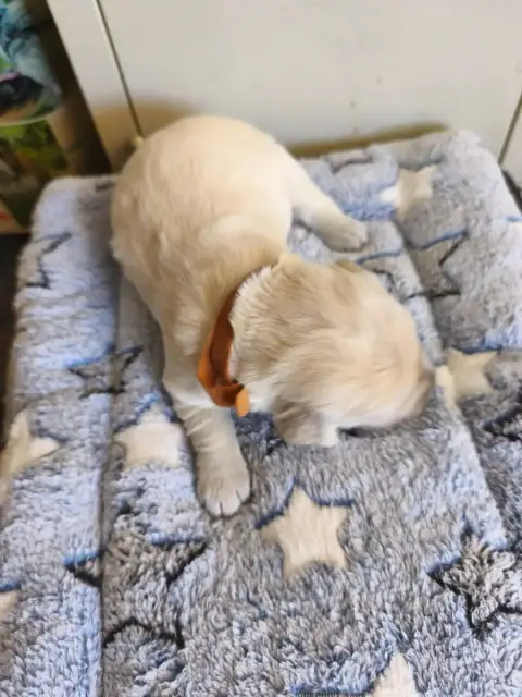 Golden Retriever 
                        Collier Mar 55366
