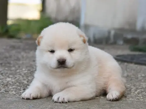 Shiba 
                        Mâle Blanc Crème De La c3168