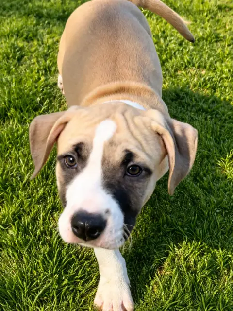 American Staffordshire Terrier  Blue Black Of The Ang 173d2