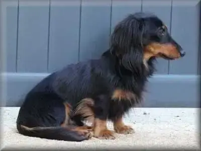 Teckel Poil Long  Chiot N°4 Du Clos De Brignagues photo 3