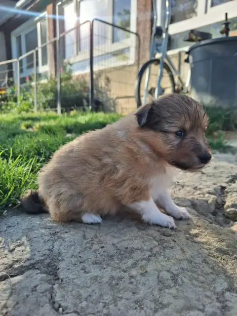 Shetland Sheepdog  Bridget photo 2