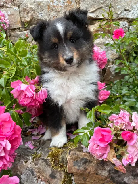Shetland Sheepdog  Billy Bansky Black Du Domaine De L 75b12 photo 2