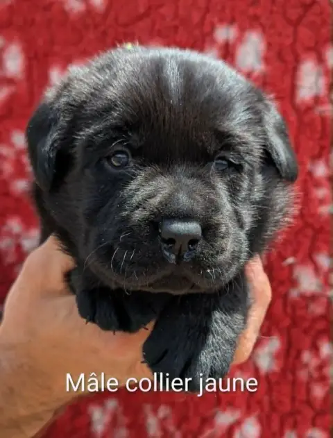Labrador Retriever photo 2