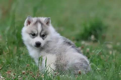 Siberian Husky  Chiot N°3 De Daybreak Northern