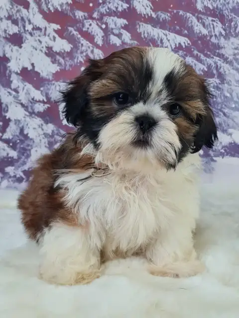 Shih Tzu  Aldo Du Mont De La Chenaie photo 3