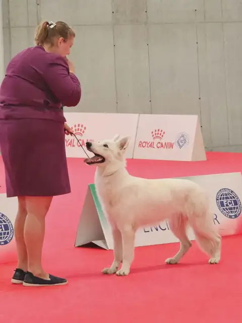 Berger Blanc Suisse  Another Win Gamer De La Niche De 65b23