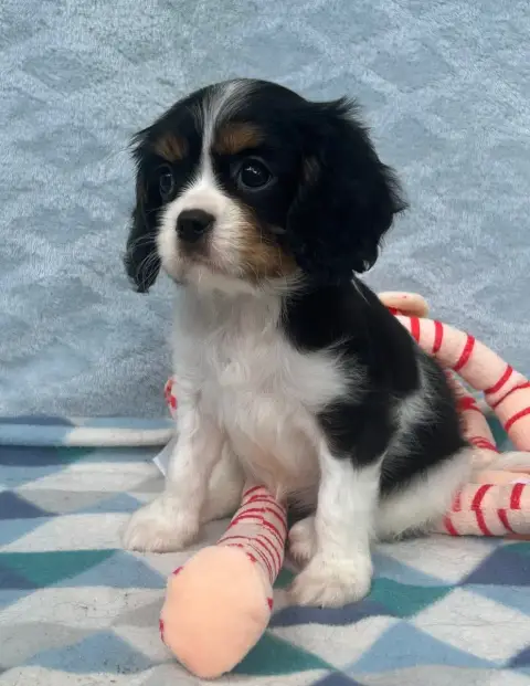 Cavalier King Charles Spaniel  Chiot N°4 D'Ysatis