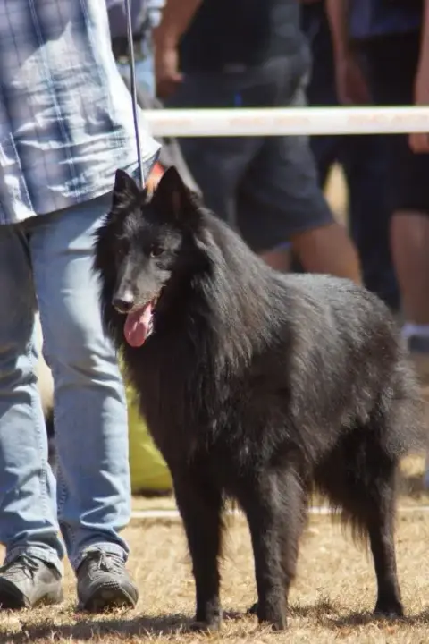 Berger Belge  Chiot 3 Du Clos Des Agapornis photo 3