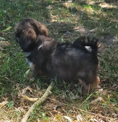 Lhassa Apso  Bessy Des Marais De Courmont photo 2