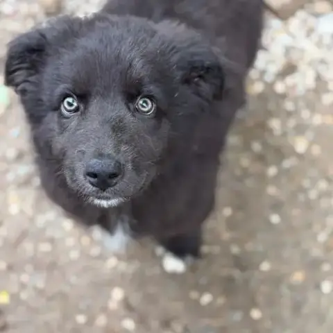 Oliver Bébé Chiot Roumain À L'Adoption