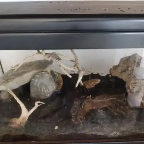 Salamandre Tigrée Avec Terrarium