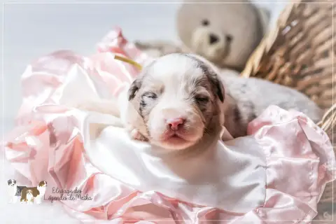 Berger Australien  Chiot N°1 Des Légendes De Maika