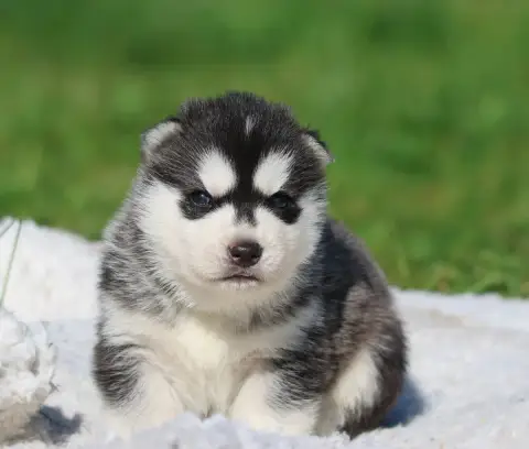 Siberian Husky  Black Penni De Daybreak Northern photo 3
