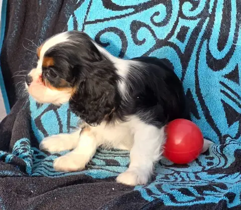 Cavalier King Charles Spaniel  Billy De La Colline Au 339b3 photo 3