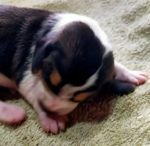Basset Artesien Normand  Chiot N°3 Des Terres Du Doux 7957e photo 2