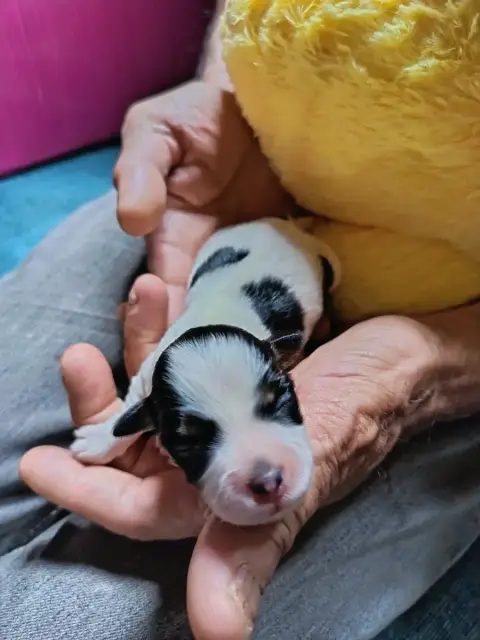 Bichon Havanais  Chiot N°7 Au Bonheur Des Canins