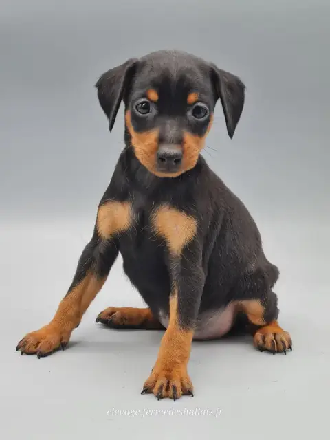 Pinscher Nain  Buffy Du Mont De La Chenaie photo 2