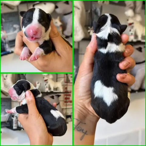 Bull Terrier Miniature  Mâle Collier Vert Du Domaine  2e355