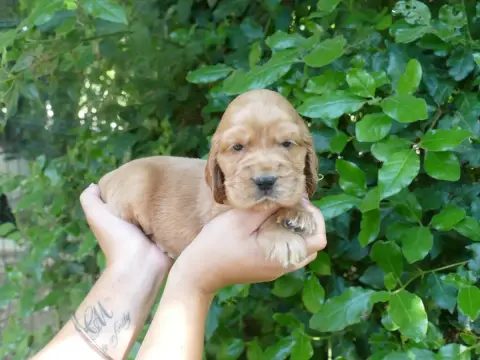 Cocker Spaniel Anglais photo 2