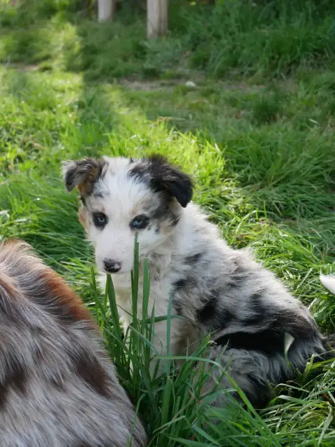 Border Collie  Bianca photo 3