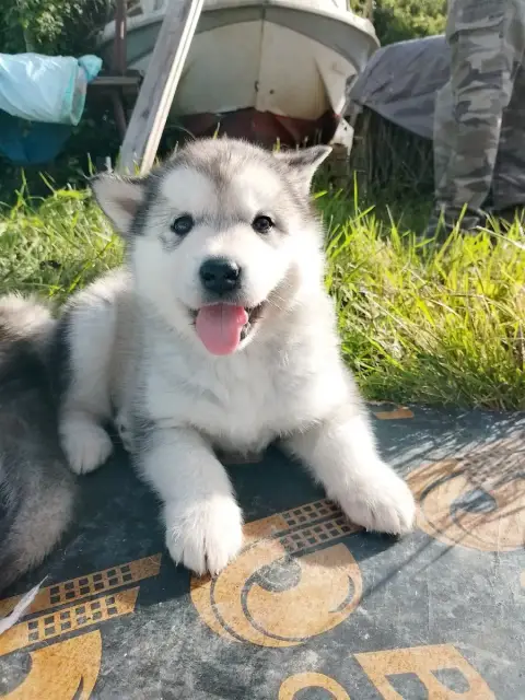 Alaskan Malamute  Chiot N°2 Du Domaine D'Era White