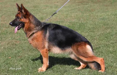 Berger Allemand  Poil Long Du Montgison photo 3