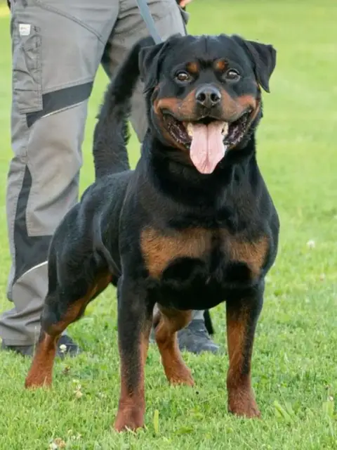 Rottweiler  Chiot 12 Vom Falke Koniglich photo 3