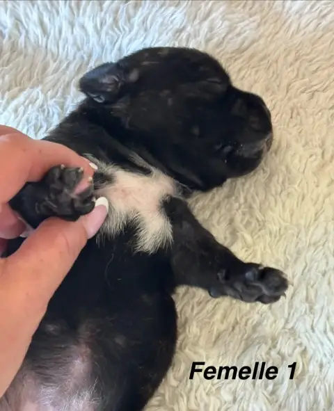 Staffordshire Bull Terrier  Chiot N°3 Du Royaume De B 5c4e2 photo 2