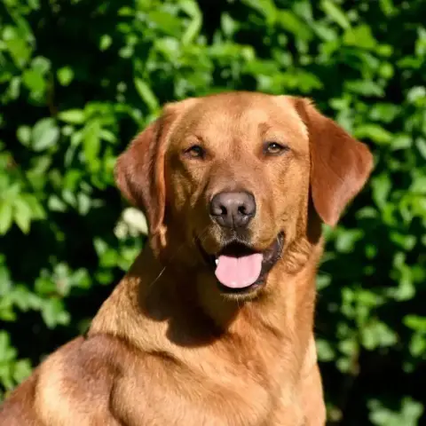 Labrador Retriever  Bbbbb Bleu Ciel De Ma Campagne Do 62320 photo 2