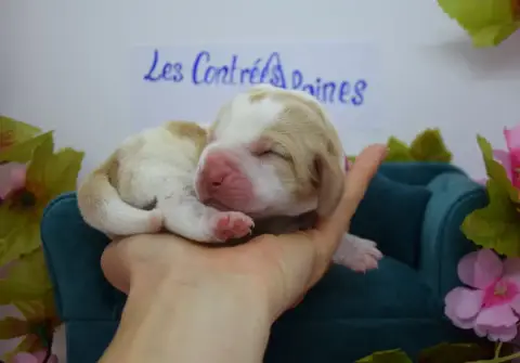 Basset Hound  Bonbon Des Contrées Alpines photo 3