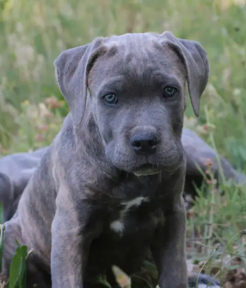 Cane Corso  Bluebelle Dei Protettori Della Corona photo 3