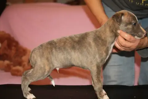 Whippet  Bird Parker De Tetiaroa photo 2