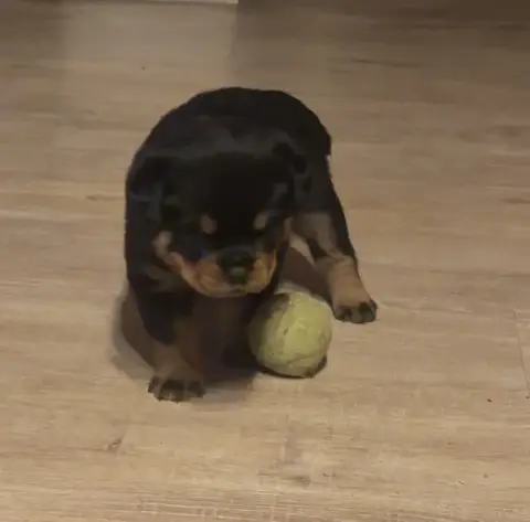 Rottweiler  Chiot N°4 Du Clos De La Citadelle