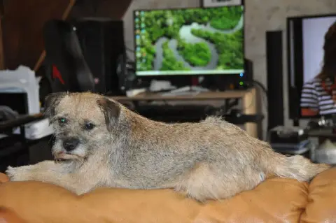 Border Terrier  1 photo 3