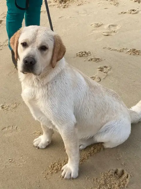 Labrador Retriever  Chiot N°1 De Silver Swann