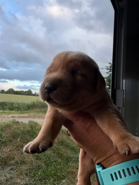 Labrador Retriever  Chiot N°4 De La Mare De L’Oraille a301e