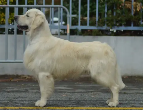 Golden Retriever  F6 Jaune Du Clos De Compostelle