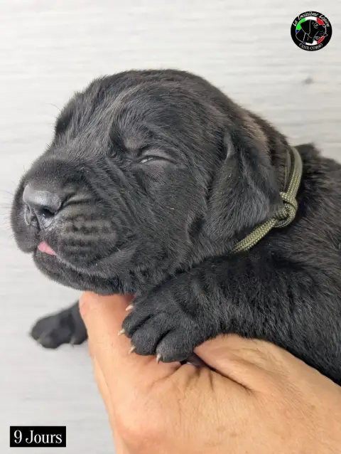 Adopter Cane Corso 
                        Collier Vert Armé 50aca